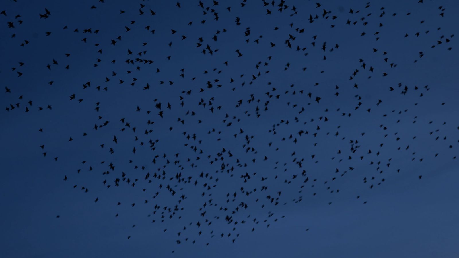 Fly Video Birds Flying in Slow Motion Free Stock Video Footage, Royalty-Free 4K ...