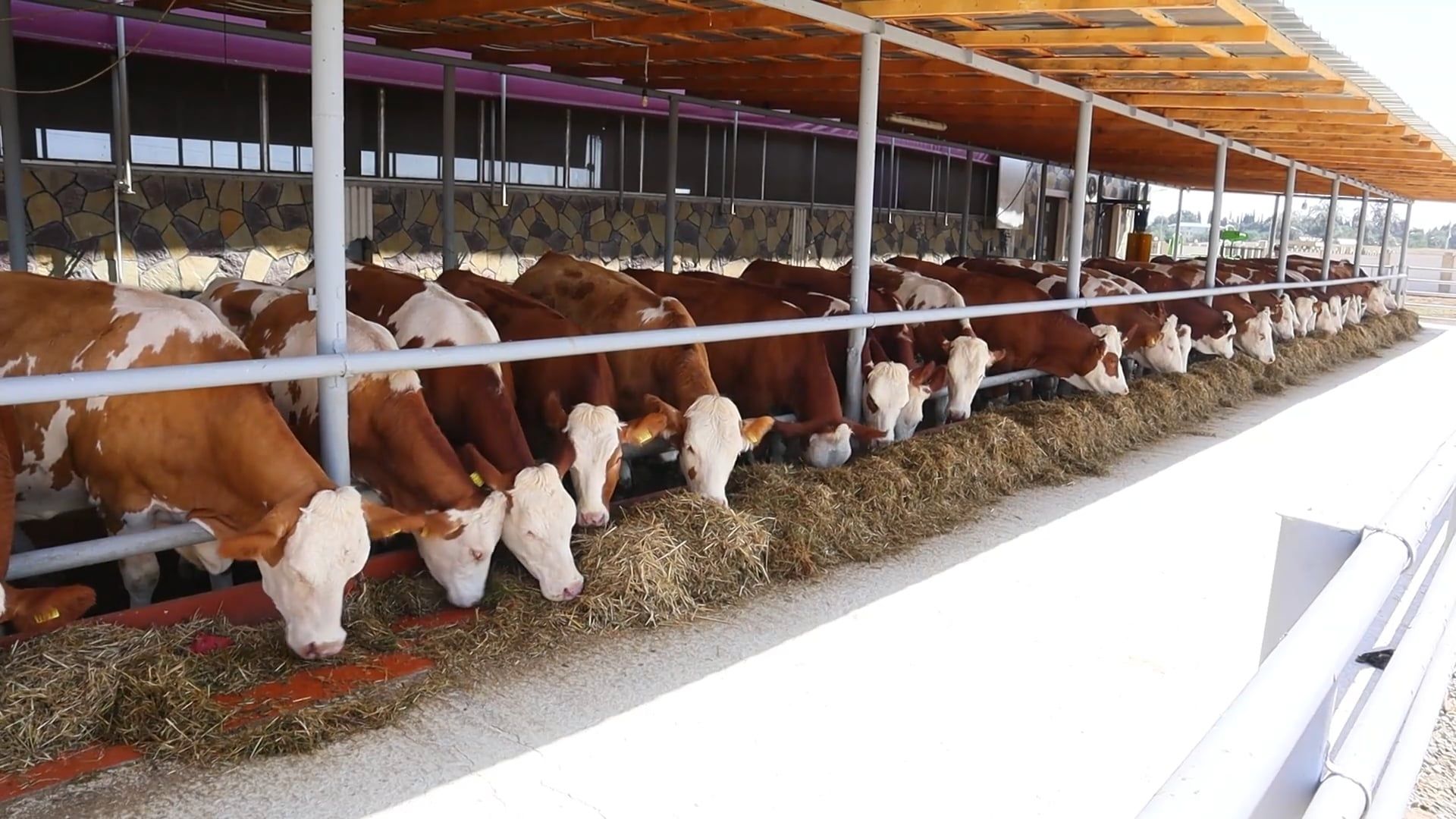 Cows Feeding On Hays In A Ranch Free Stock Video Footage, Royalty-Free ...