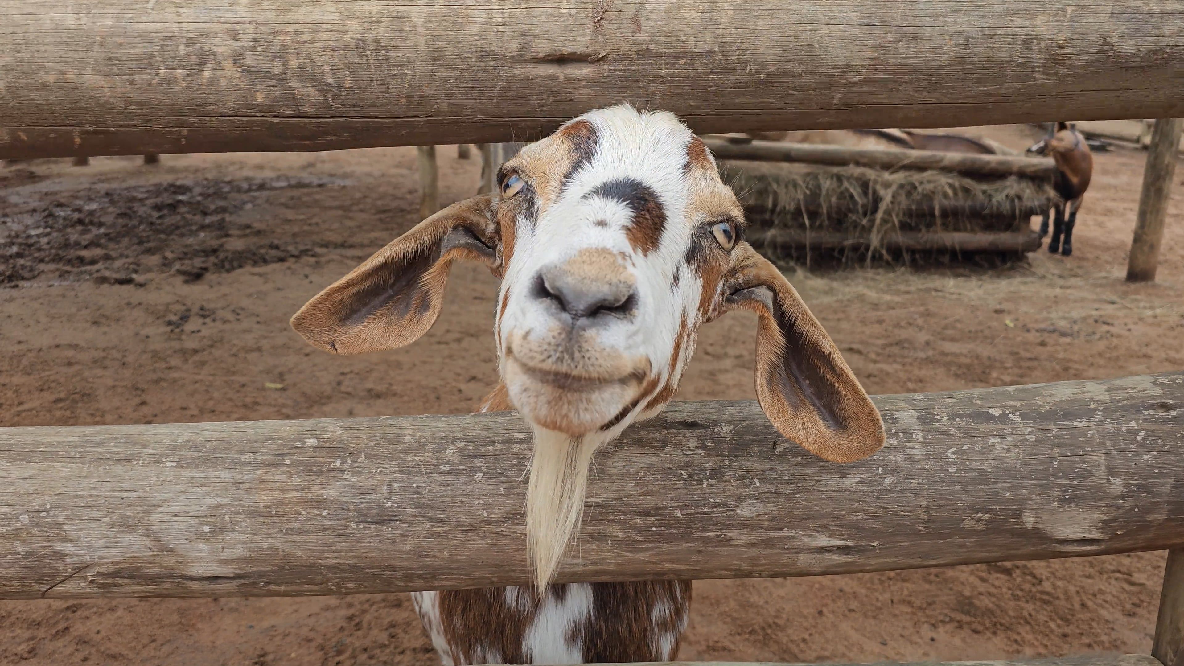 Funny Goat Videos, Download The BEST Free 4k Stock Video Footage
