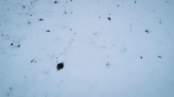 雪蛤免费下载视频素材视频素材