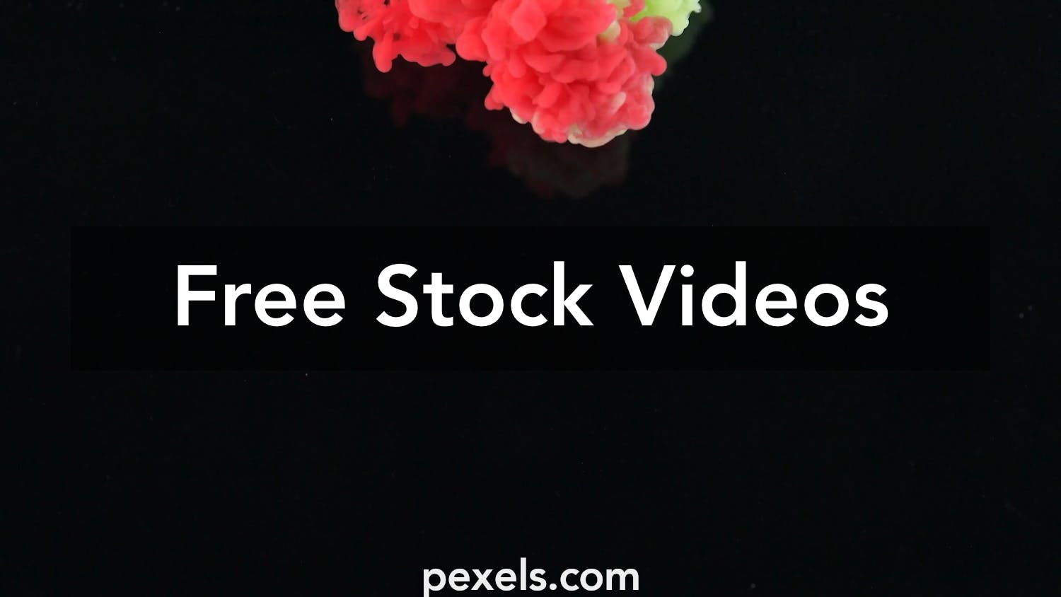 1,000+ Best Macro Videos · 100% Free Download · Pexels ...
