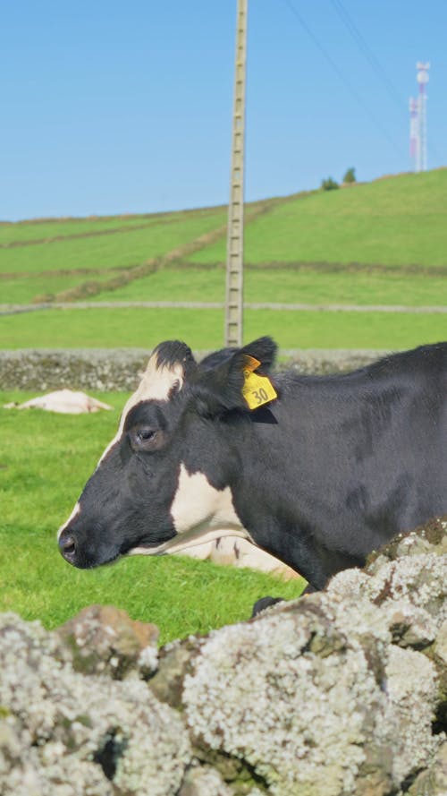 Vertical video of cow of Terceira Island, Azores