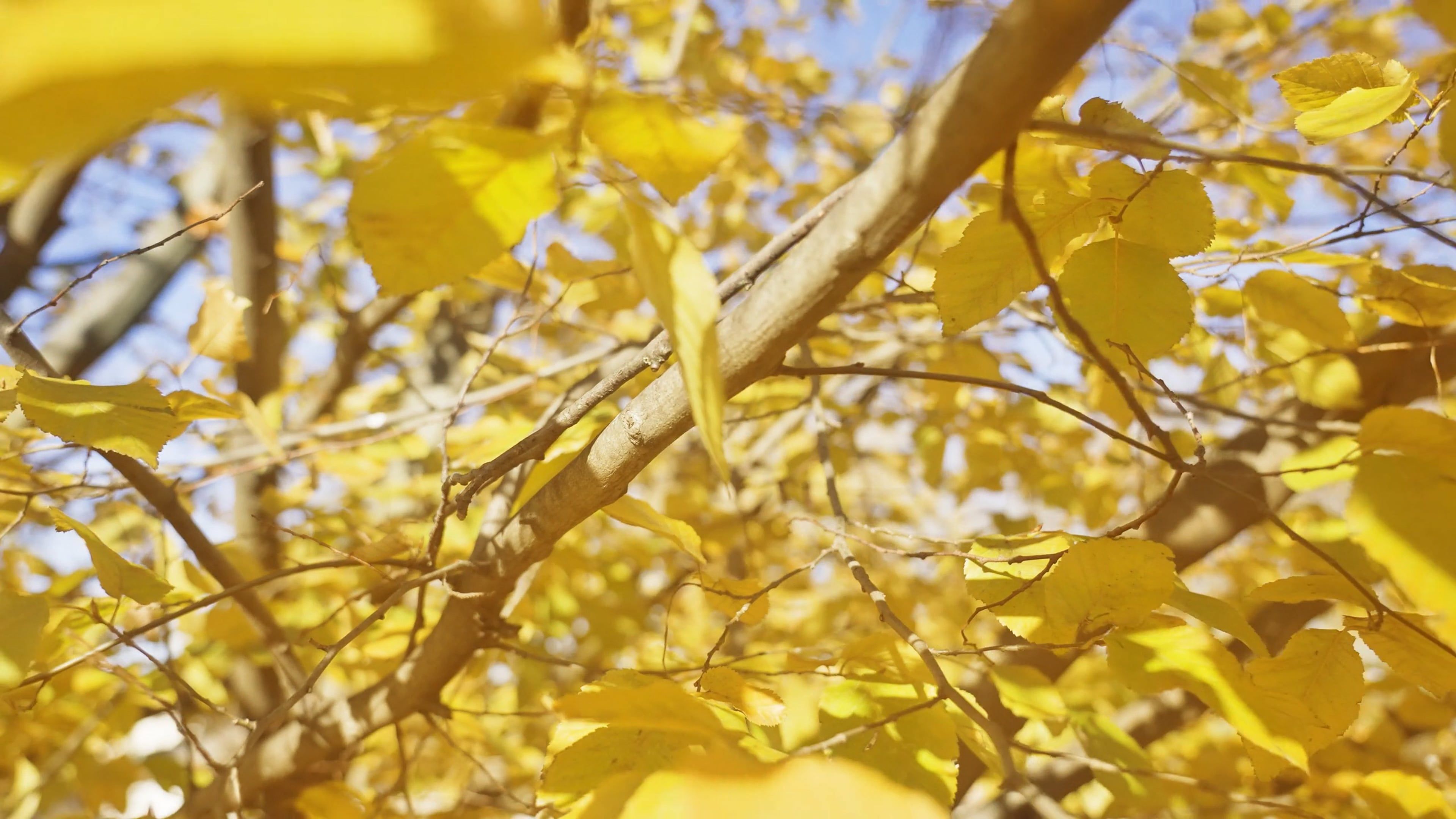 autumn leaves on the tree 19464950 — free pexels stock footage