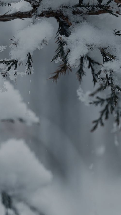 Snow Falling On Pine tree Free 4k Vertical Holiday Background