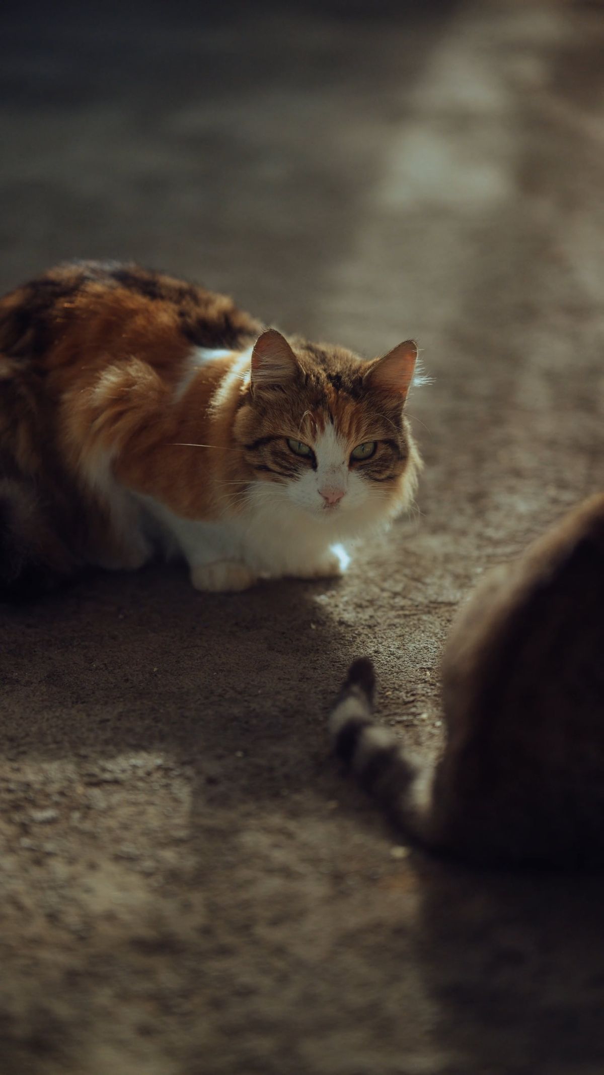 Behavior Hd Cat Behavior Videos, Download The BEST Free 4k Stock Video Footage ...