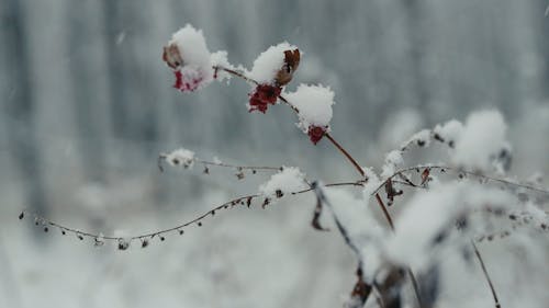 Snow Fall On Red  Flowers In Forest Extended Long Clip