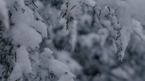 Fresh Snowfall On Pine Tree