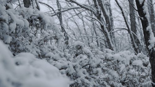 Winter Wonderland Fresh Snow Falling On Trees In Forest