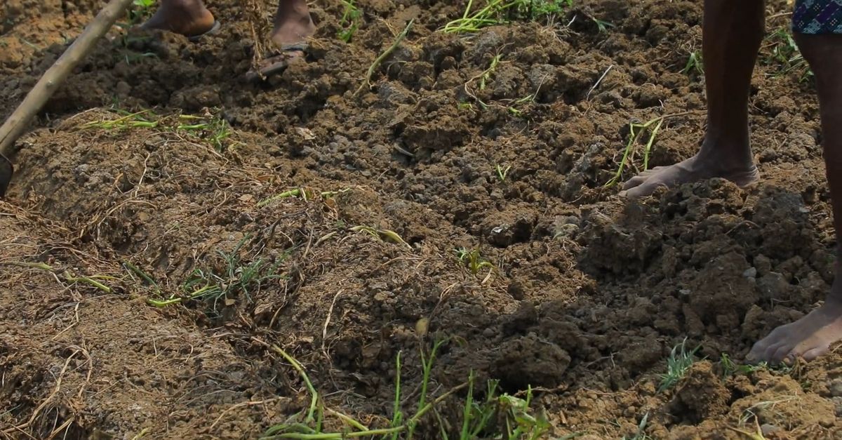 Man Digging Poop Two men digging in the dirt with shovels Free Stock Video Footage ...