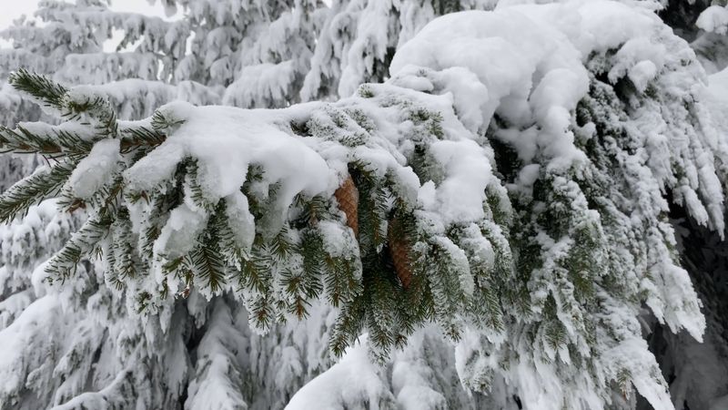 Serene Snow-Covered Forest in Winter Free Stock Video Footage, Royalty ...