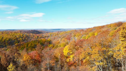     Golden Escape: A Drone's View of Fall