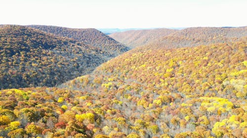     Autumn Unveiled: Ridge Road's Golden Secret