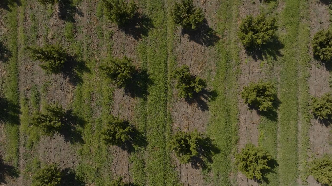 An aerial view of a field with trees Free Stock Video Footage, Royalty ...