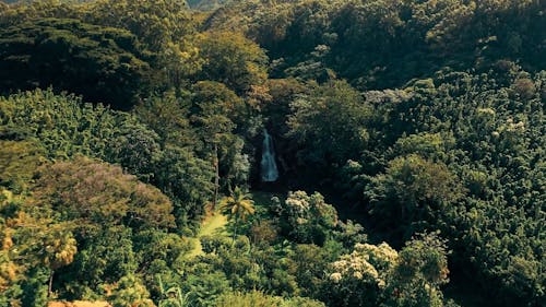 Hidden Hawaii Waterfall 
