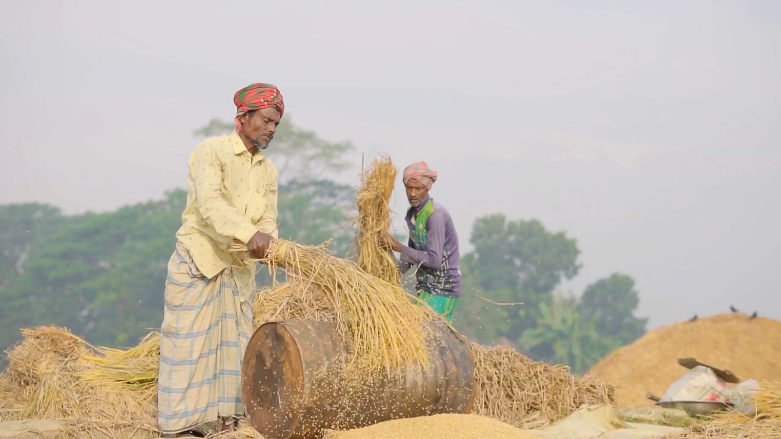 Cinematic Indian Farmer Working in Rice Field Free Stock Video Footage ...