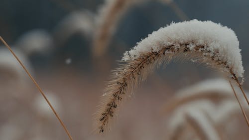 Snow Falling On Wheat Field Close up