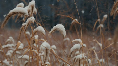 Snow Falling On Wheat Field Cinematic Footage
