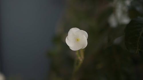 white flower macro short slow motion