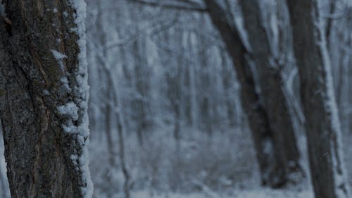 Snow In The Forest