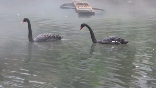 Blac Swans