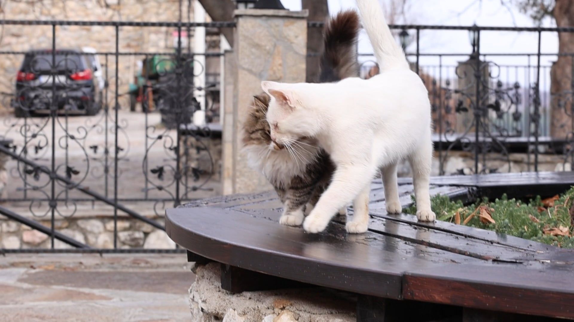 Two cats sitting on a bench in front of a house Free Stock Video ...
