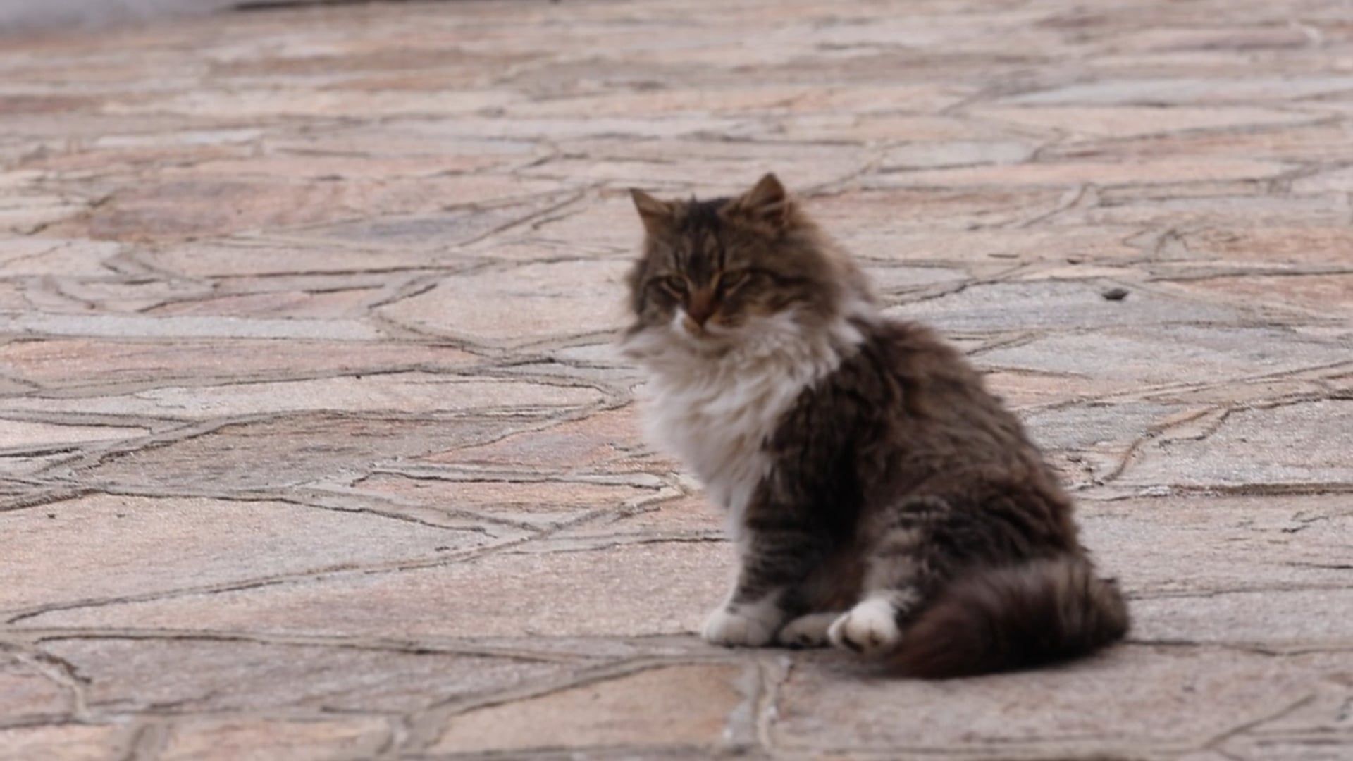 A cat sitting on the ground with its paws on the ground Free Stock ...