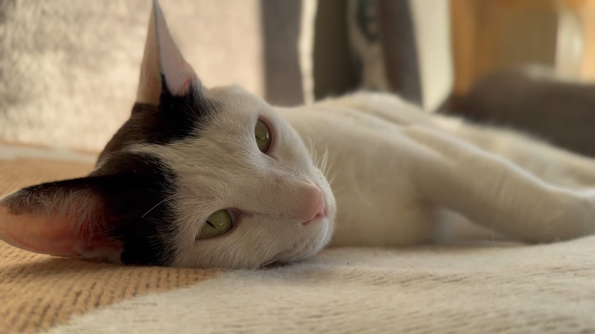 A white and black cat laying on the floor Free Stock Video Footage ...