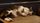 sleeping cat
