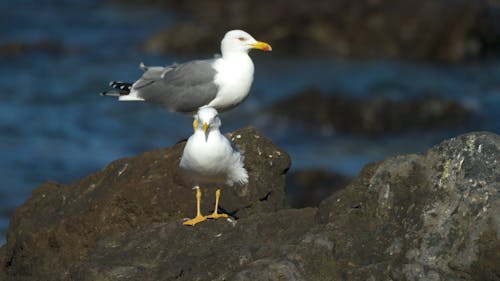 Atlantic oceas seagulls
