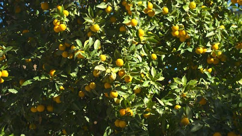 Oranges Spain