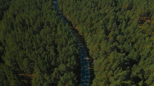 A road in a dense forest