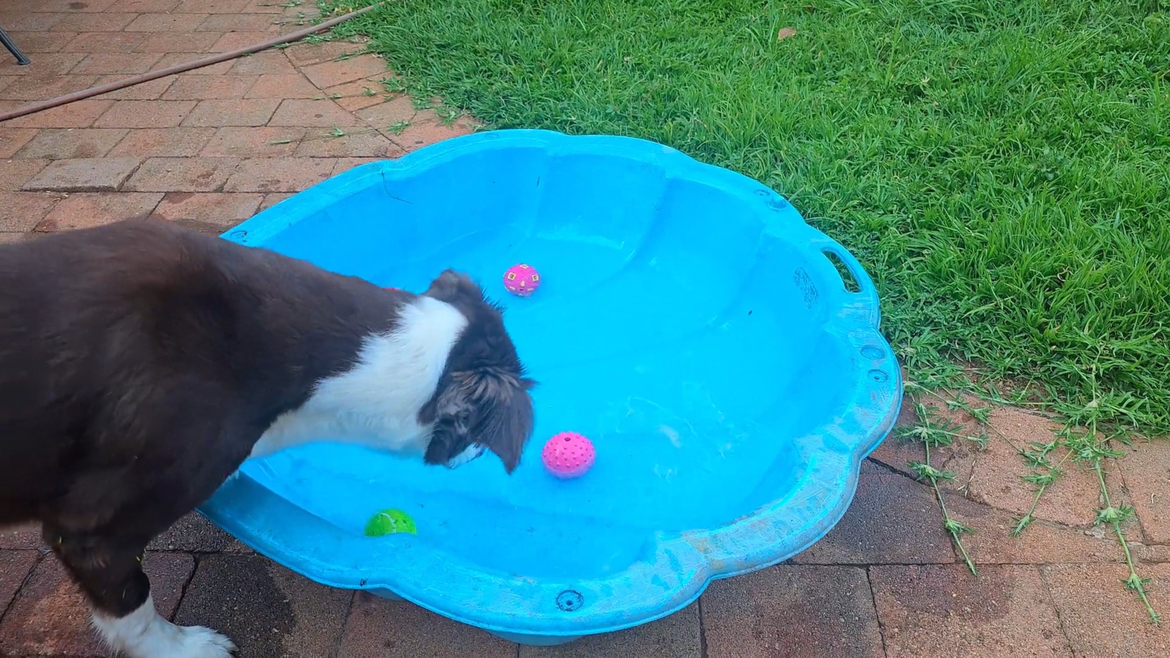 A dog playing with a ball in a pool Free Stock Video Footage, Royalty ...