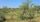 savanna