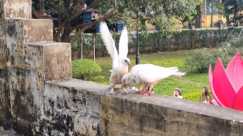 Bird Fighting