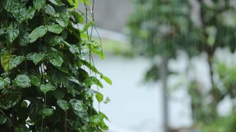 下雨天视频素材