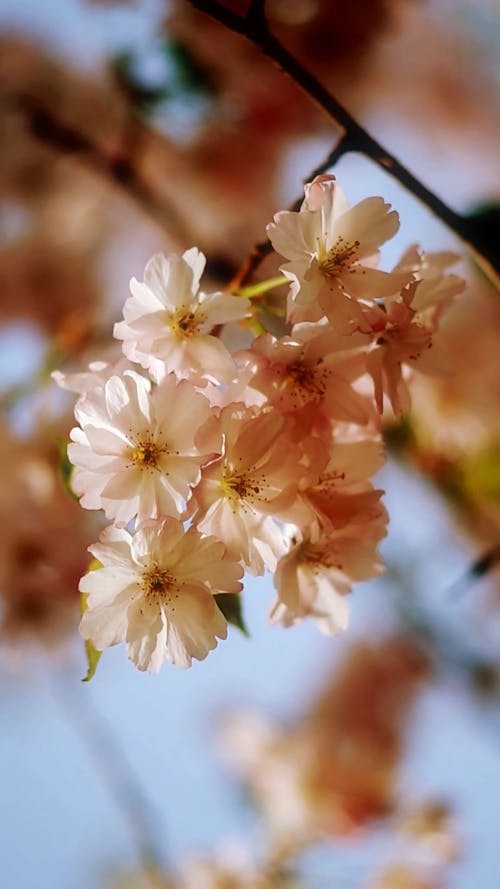 Blooming Sakura with gently pink flowers spring