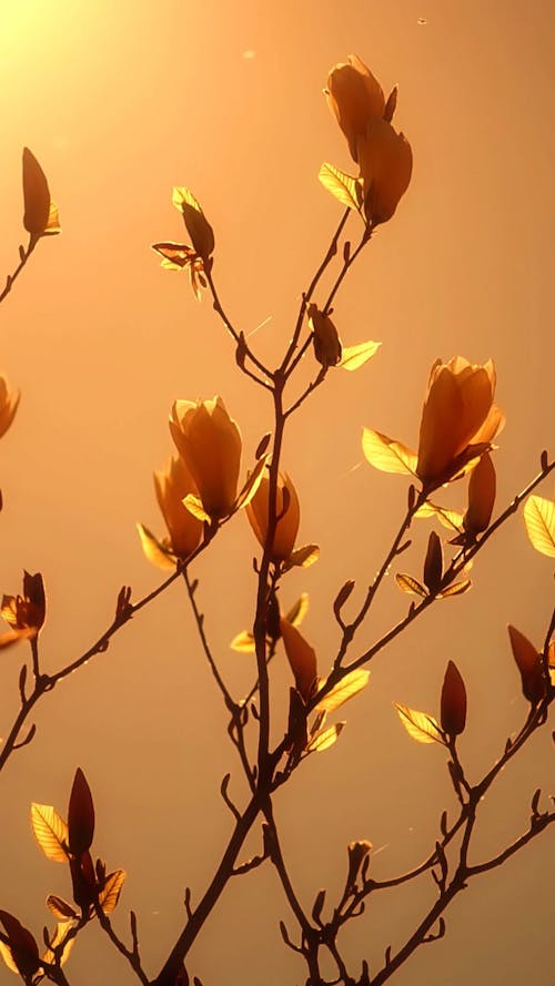 Blooming magnolia with gently yellow colors in the spring in the rays of the rising sun