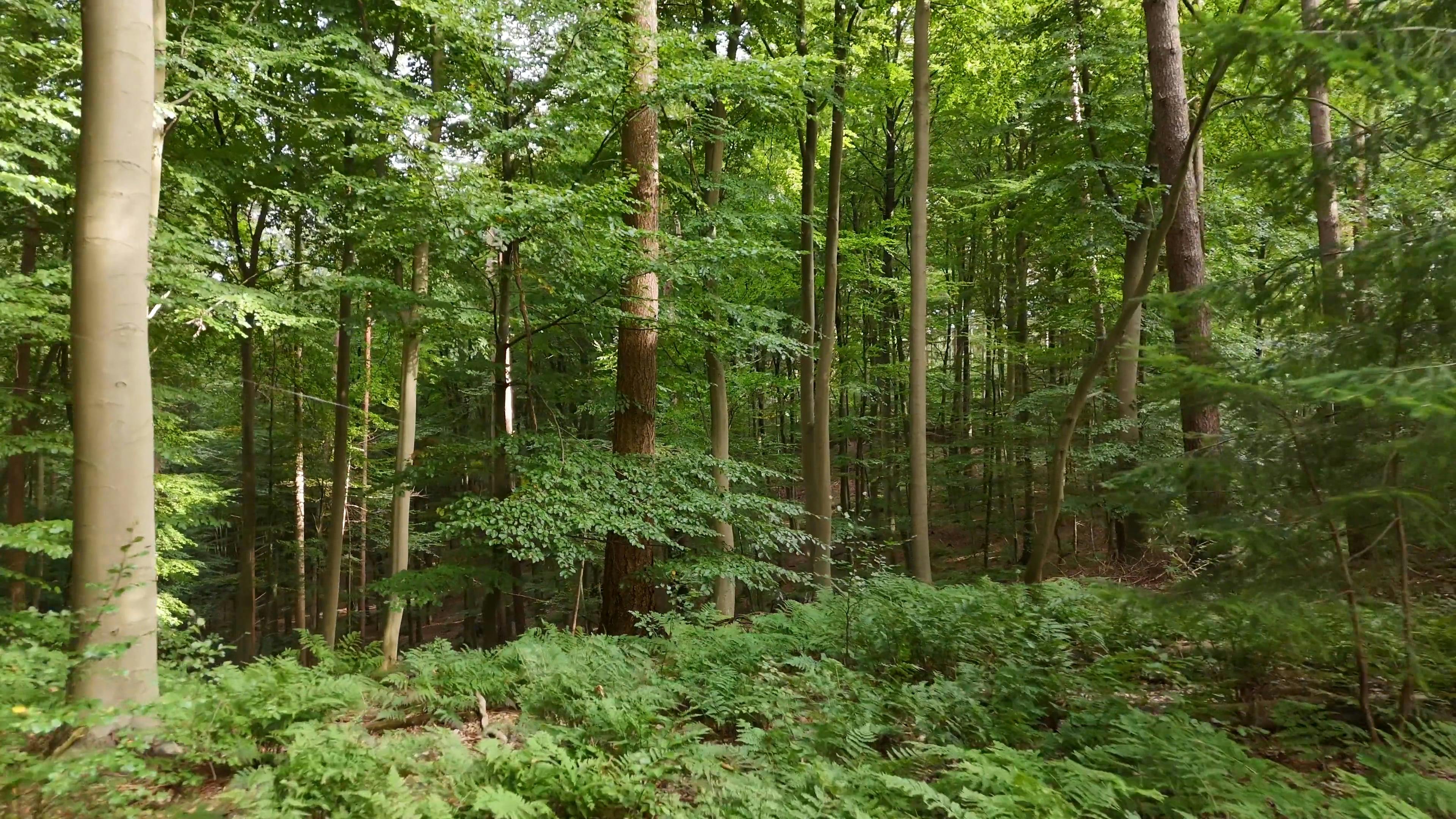 Video by wowi allinsky