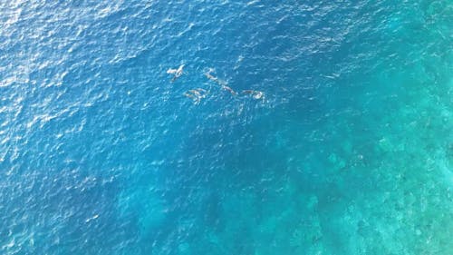 Dolphins from above