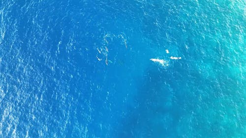 Dolphins and Snorkelers from above
