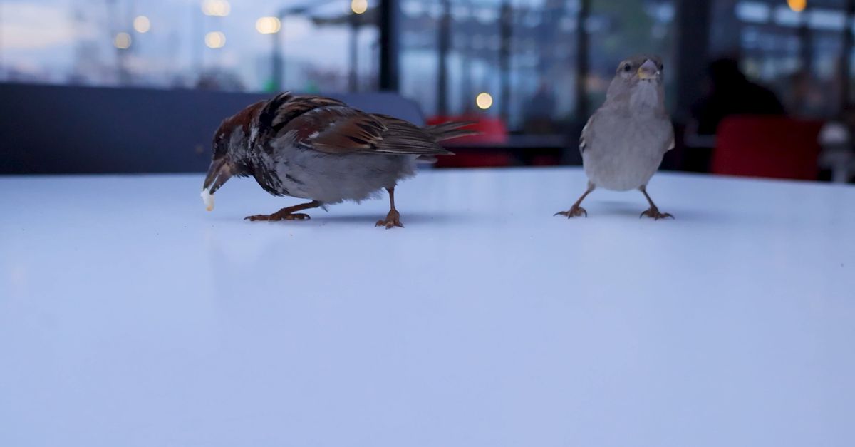 Sparrows Eat Sparrows Eating Breadcrumbs on the Table in Slow Motion Free Stock ...