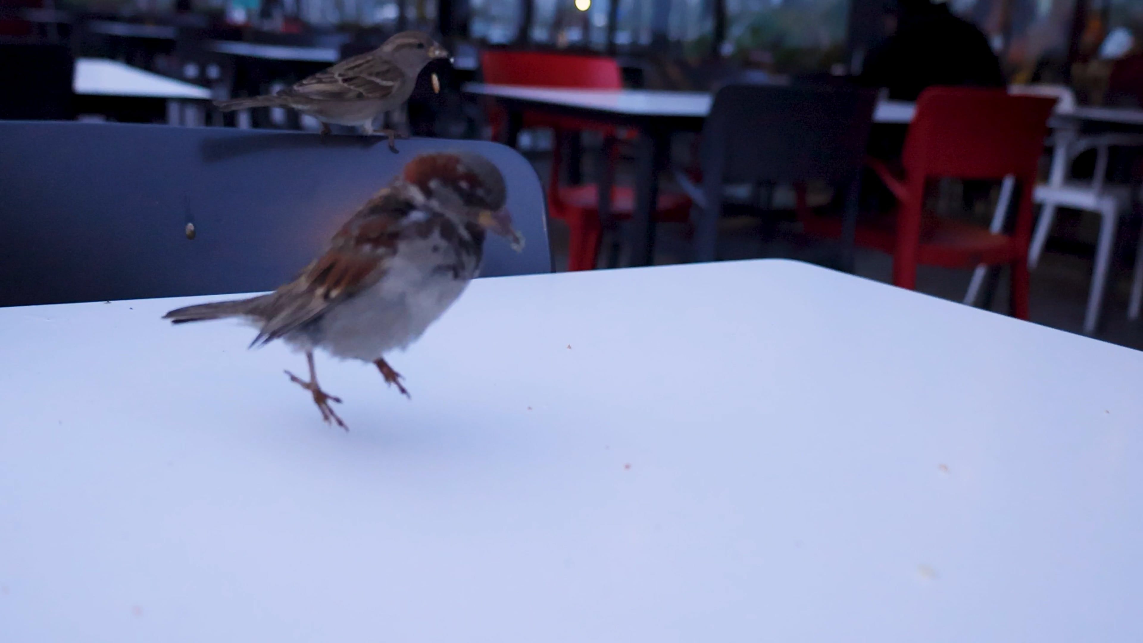 Sparrow Eating Breadcrumbs on the Table in Slow Motion Free Stock Video ...