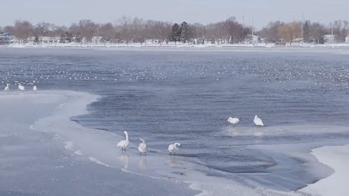 Birds Swimming in a Cold Winter Lake | 4k