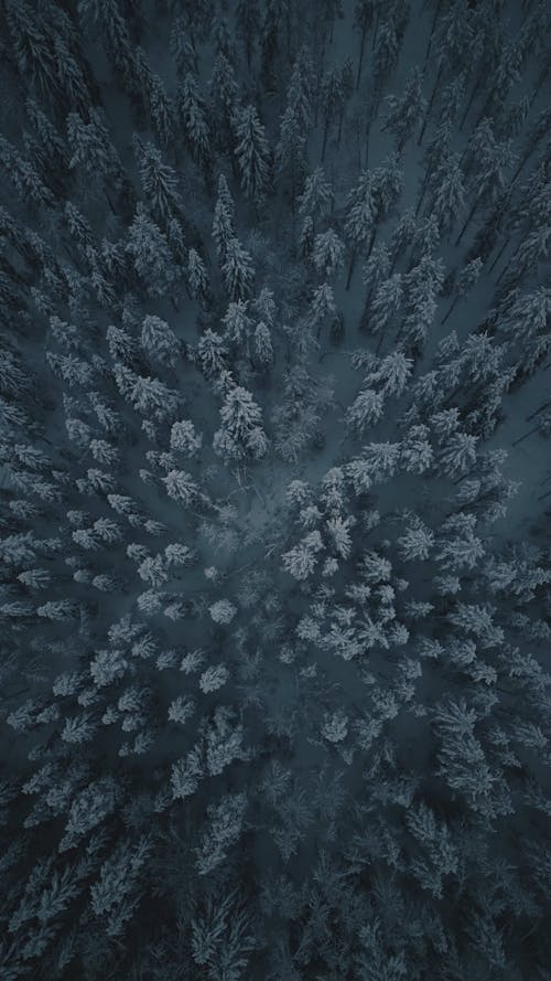 Frosted forest