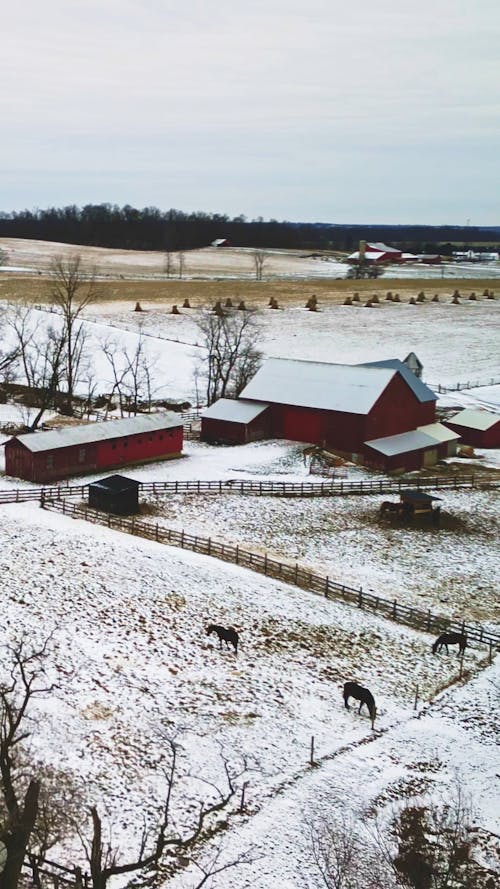 Amish Farm Scene Portrait