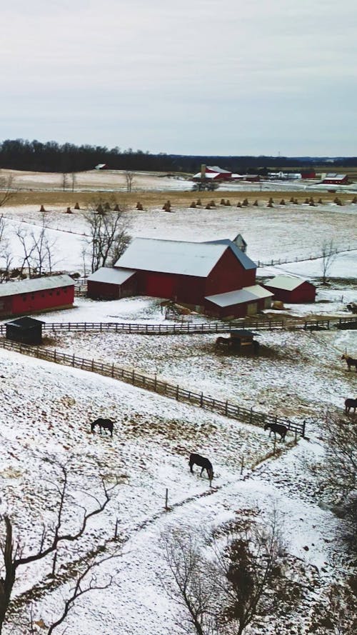 Amish Farm Scene Portrait