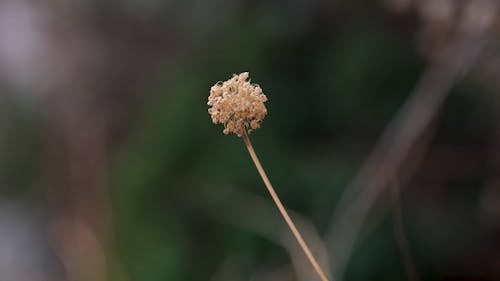 a wild plant swaying in the wind