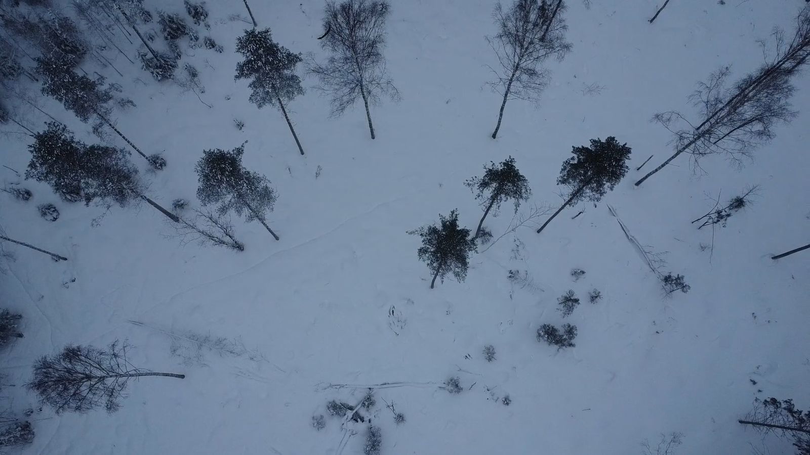 Drone Footage of the Forest Covered with Snow Free Stock Video Footage ...
