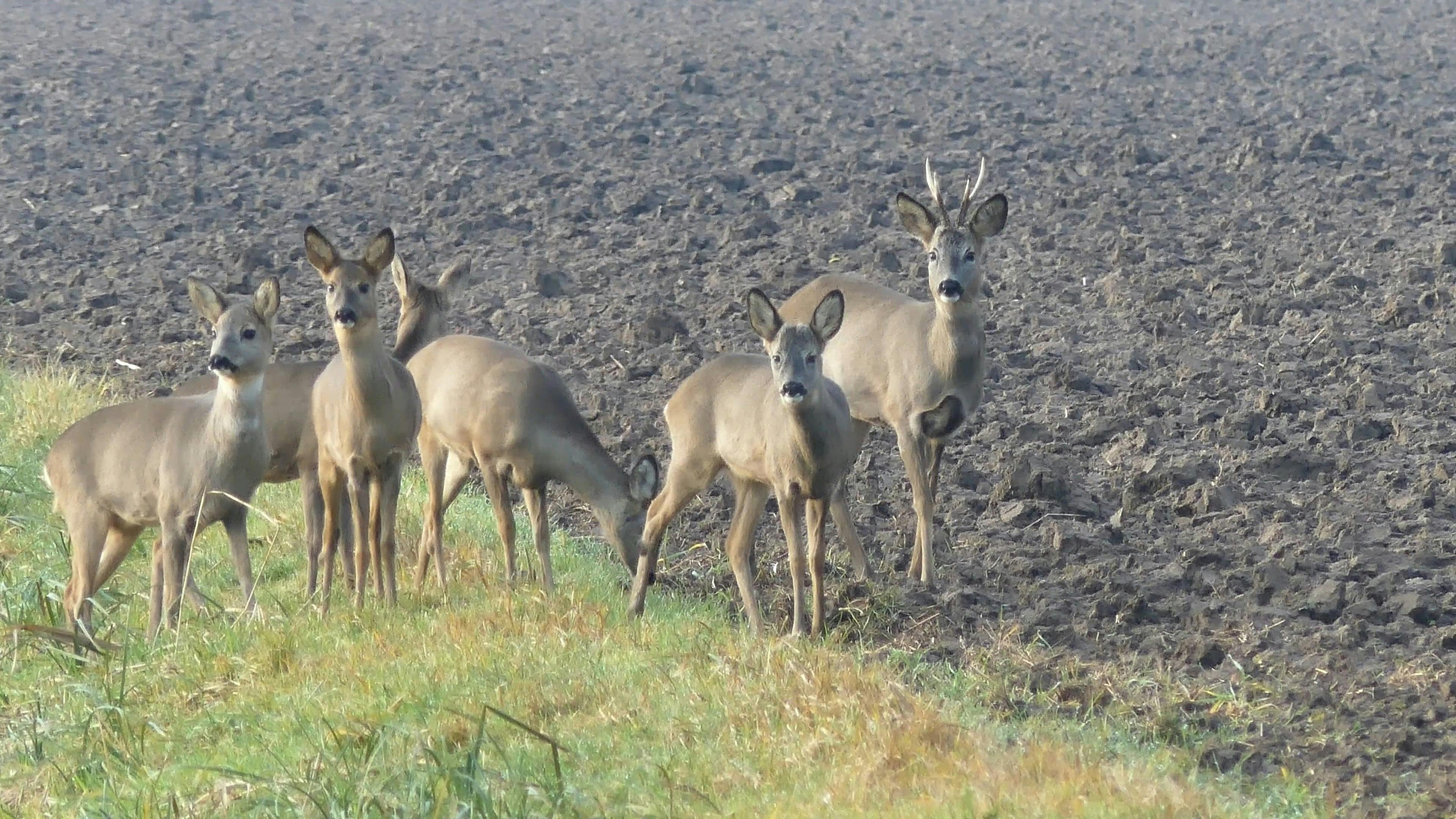 Video by Klaus Schulz