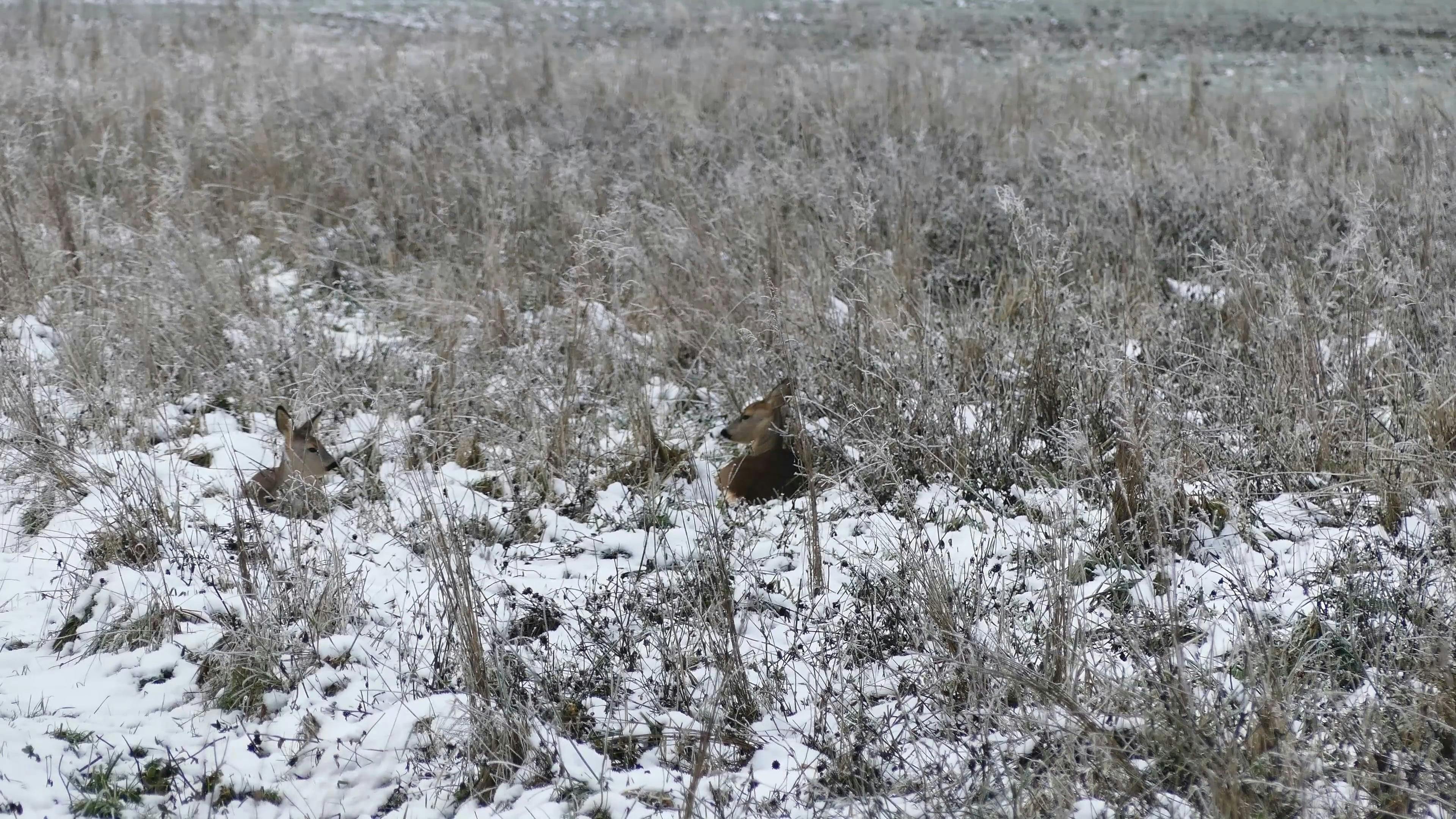 Video by Klaus Schulz